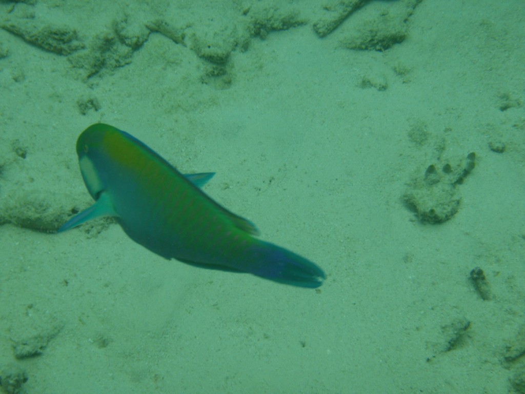 sm_P9034363.JPG