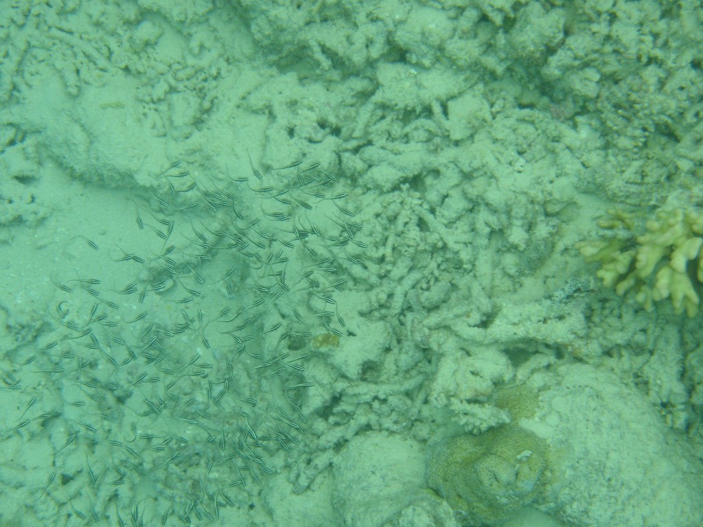 sm_P9034380.JPG