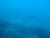 sm_AR-P9034029.JPG