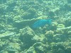 sm_P9034275.JPG