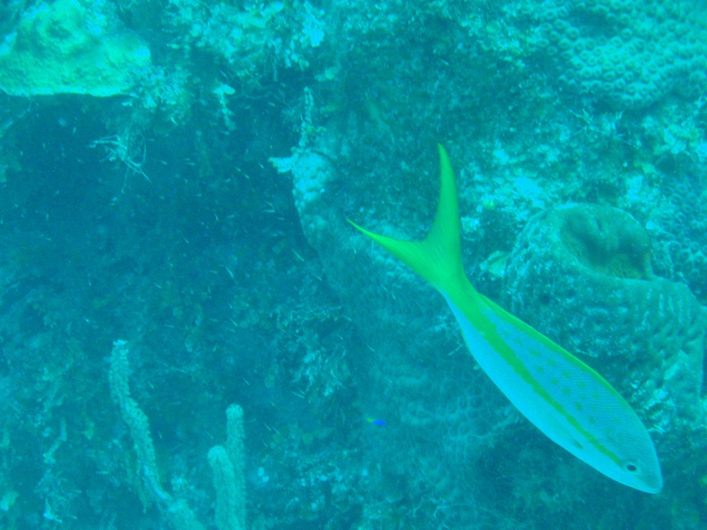 sm_482.JPG