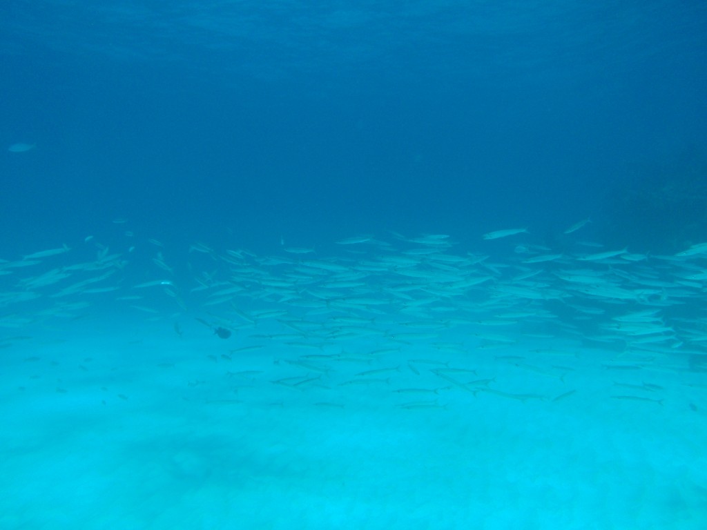 sm_527.JPG