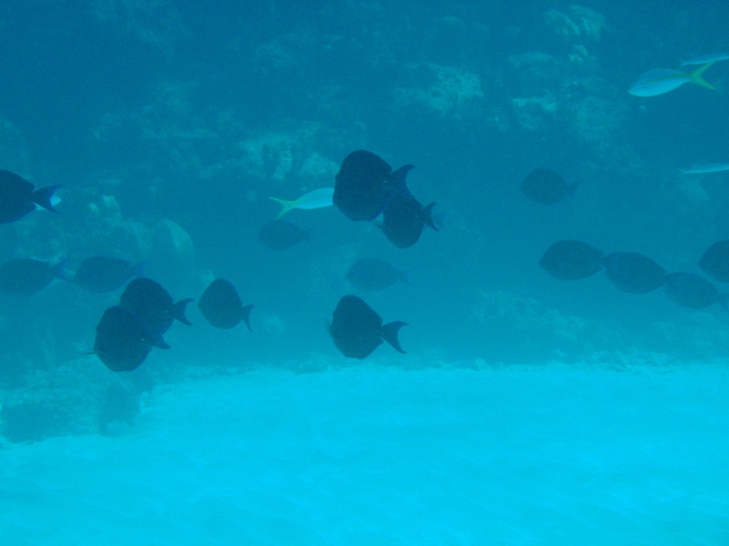 sm_530.JPG