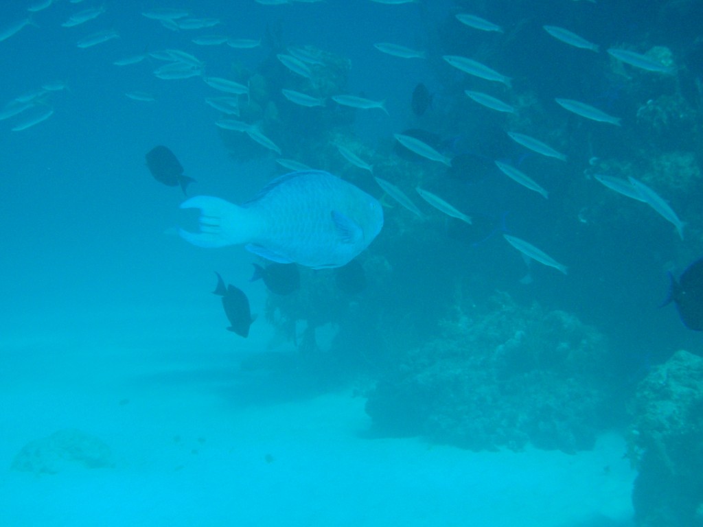 sm_532.JPG