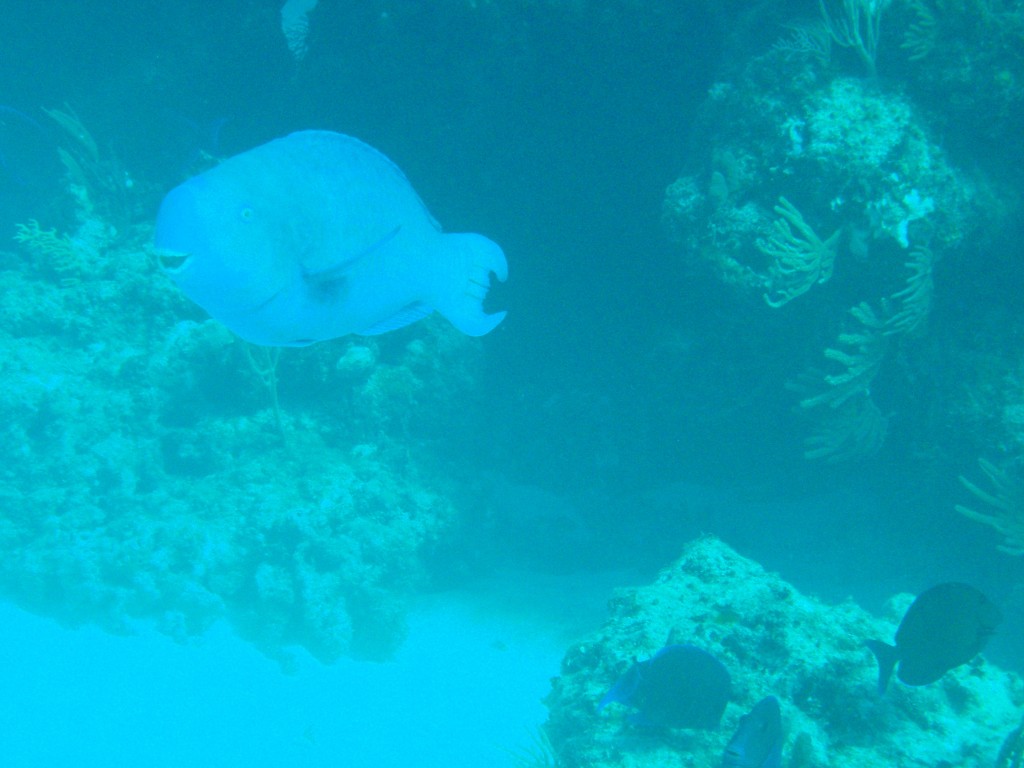 sm_533.JPG