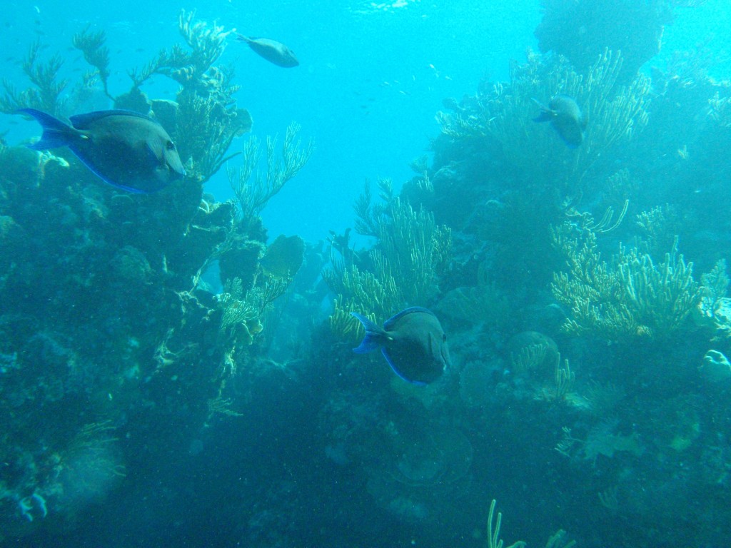 sm_550.JPG