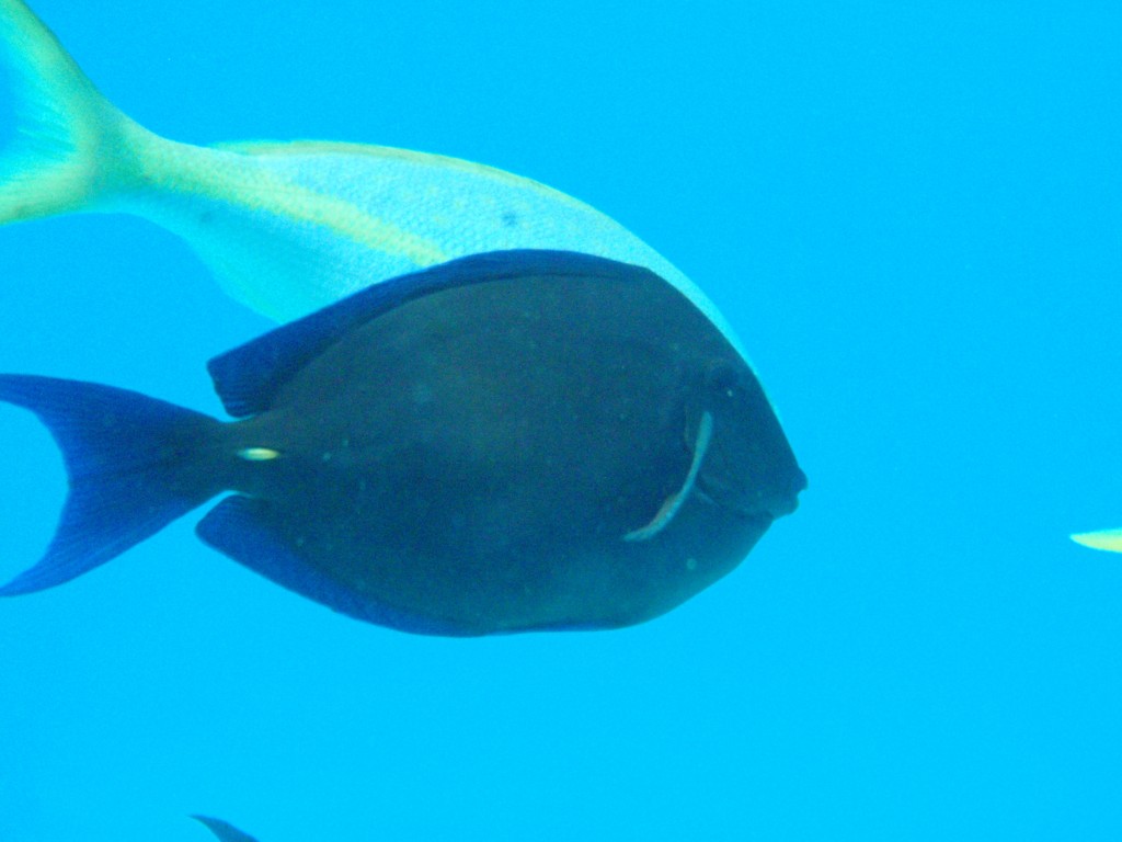 sm_563.JPG