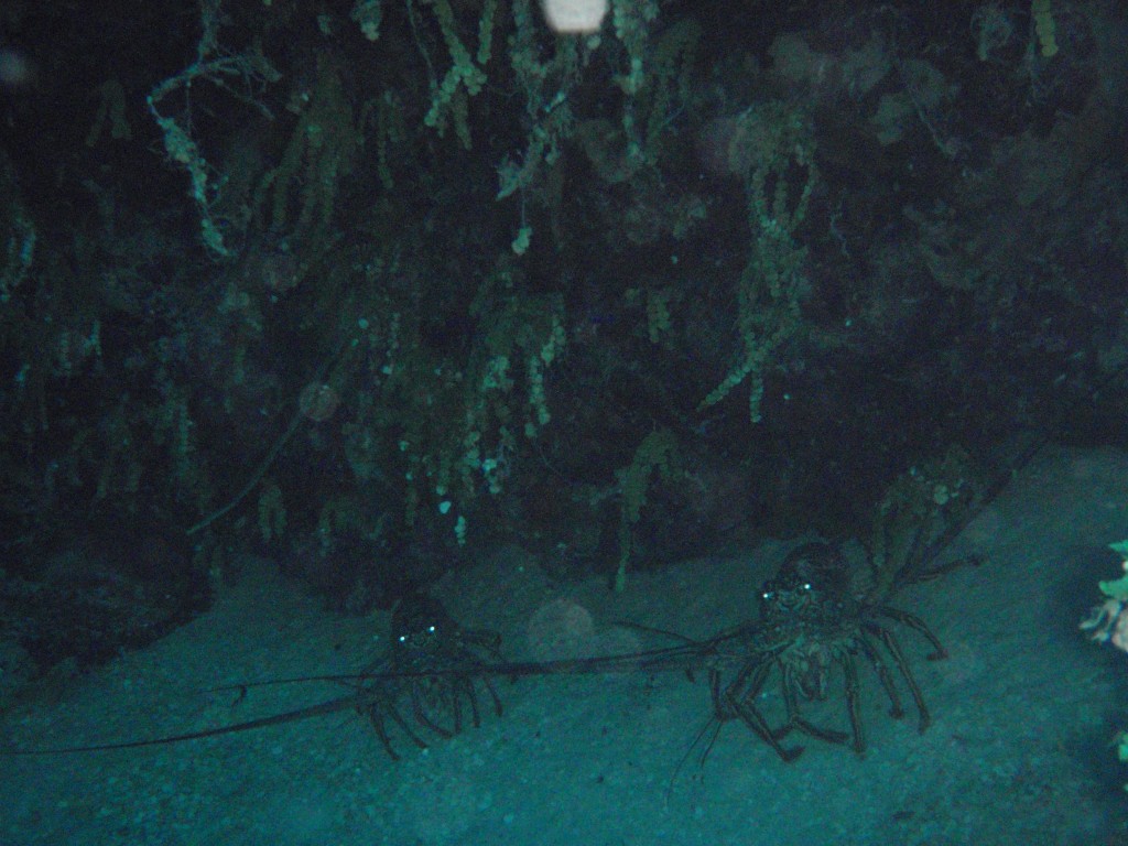 sm_PA297114.JPG