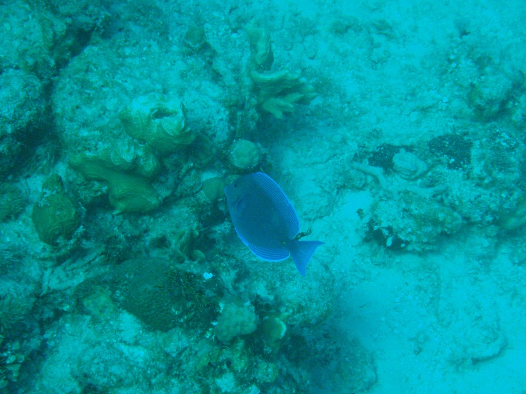 sm_PA297131.JPG