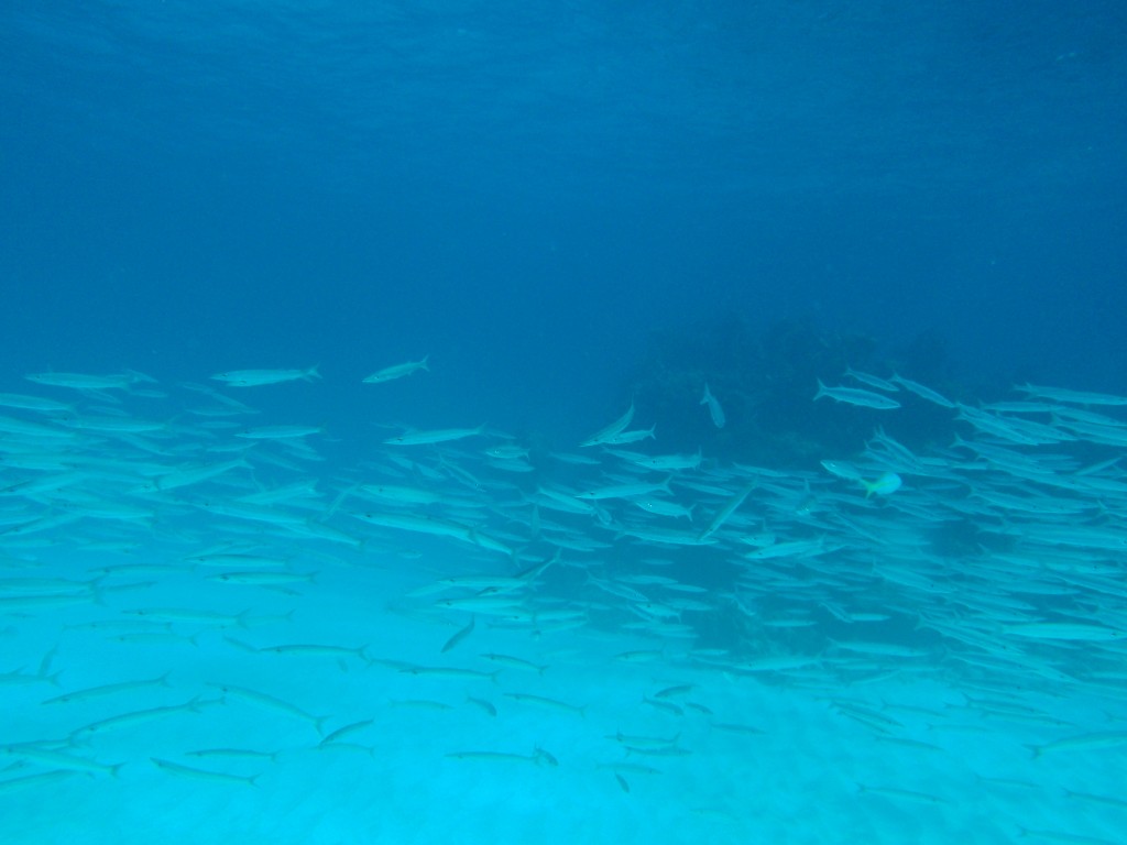 sm_PA297155.JPG