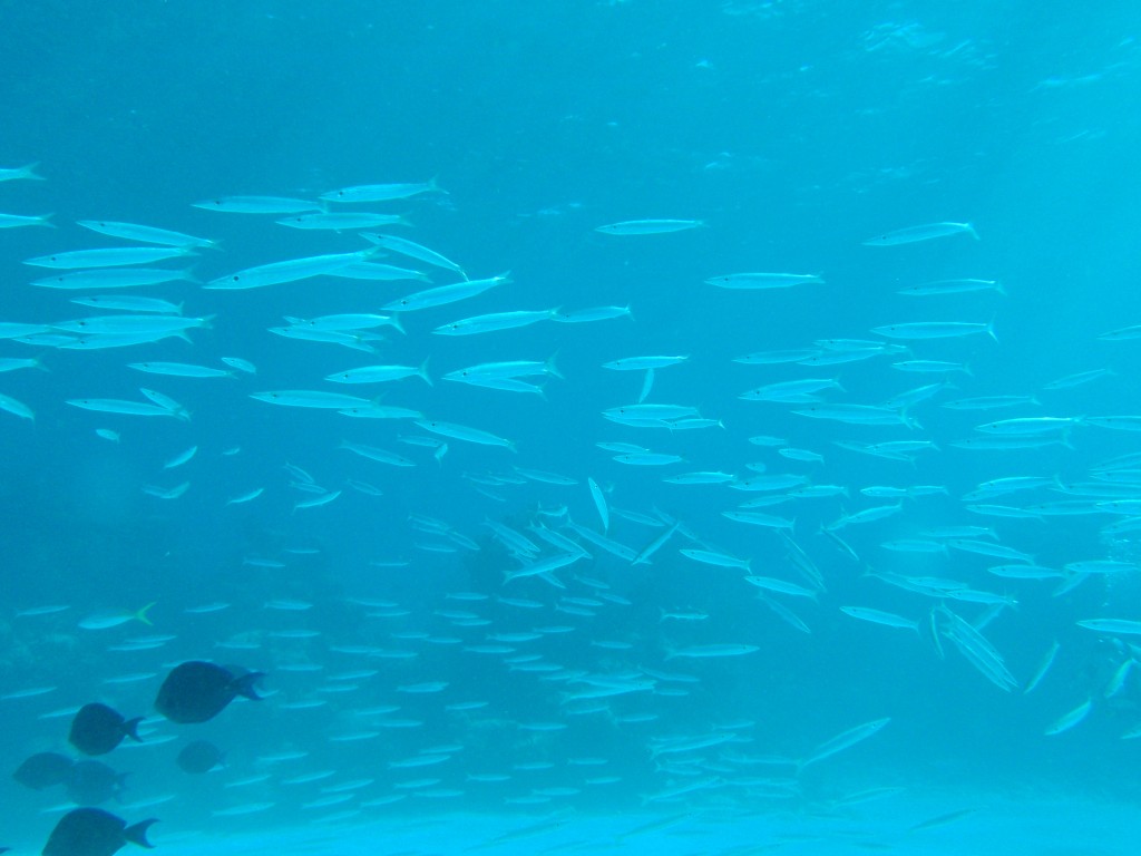 sm_PA297160.JPG