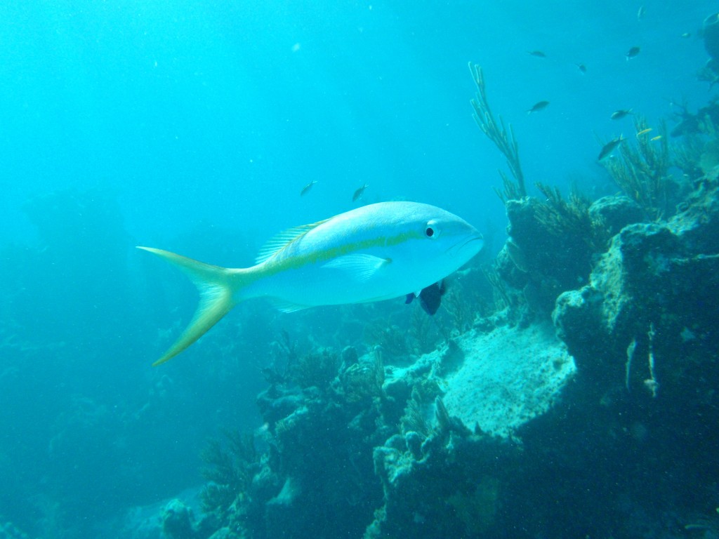 sm_PA297220.JPG