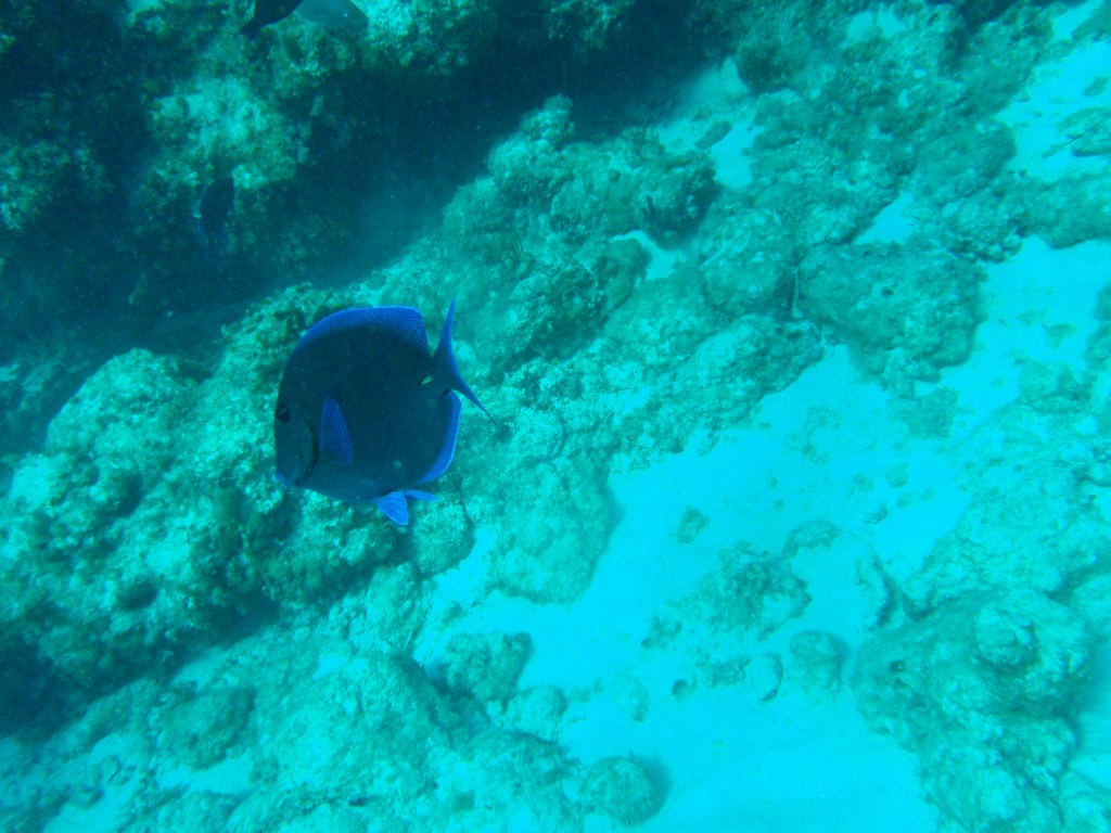 sm_PA297260.JPG