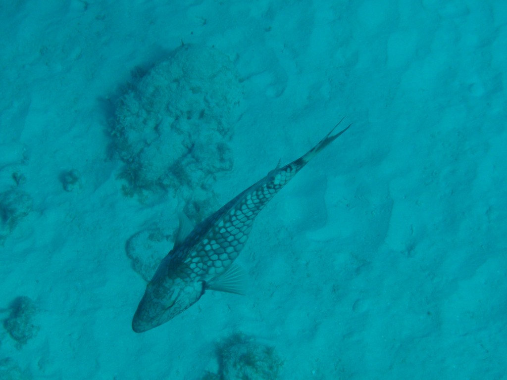 sm_PA297273.JPG