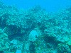 sm_PA297109.JPG