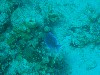 sm_PA297131.JPG