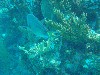sm_PA297183.JPG