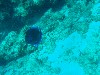 sm_PA297260.JPG