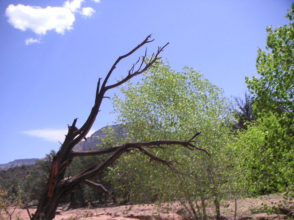 sm_pict0223.jpg