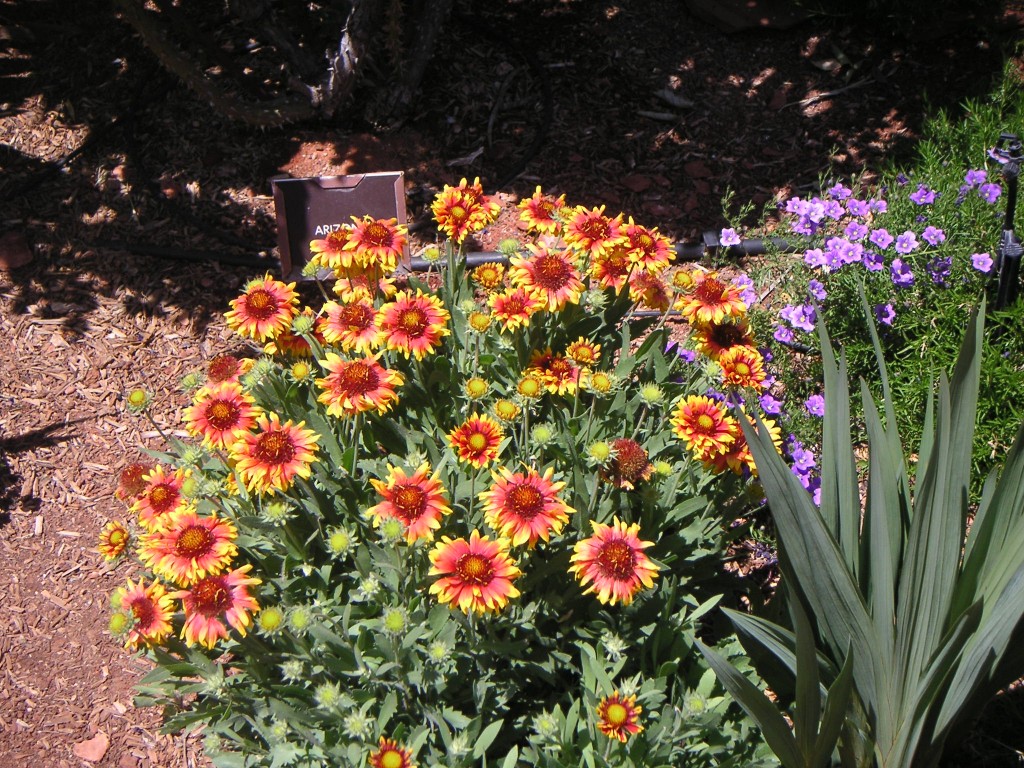 sm_pict0316.jpg