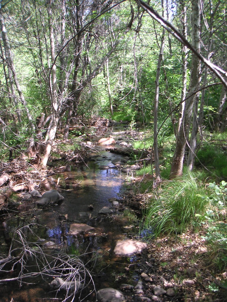 sm_pict0384.jpg