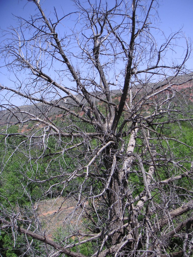 sm_pict0478.jpg