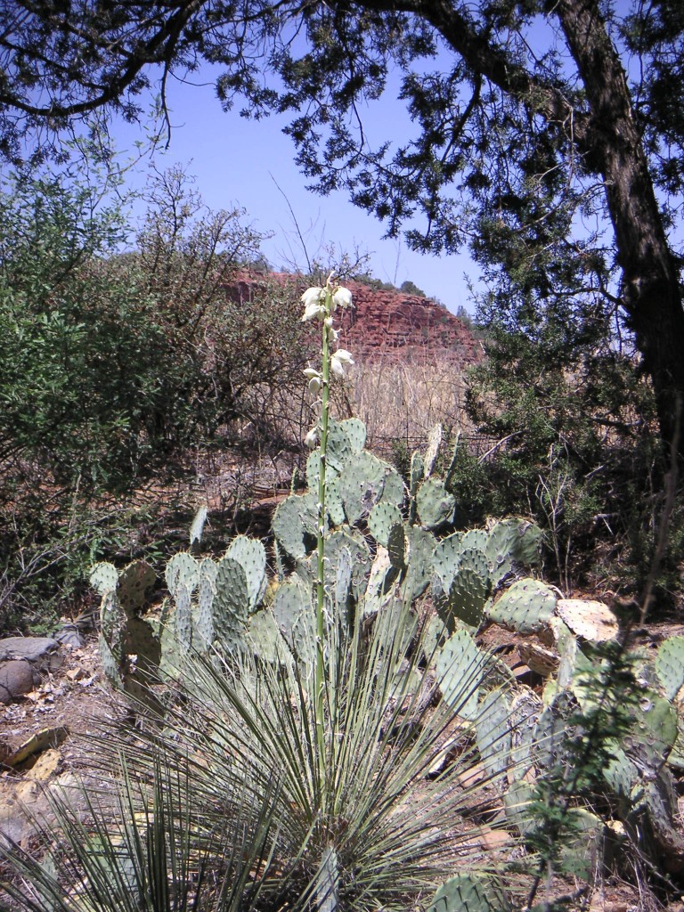 sm_pict0497.jpg