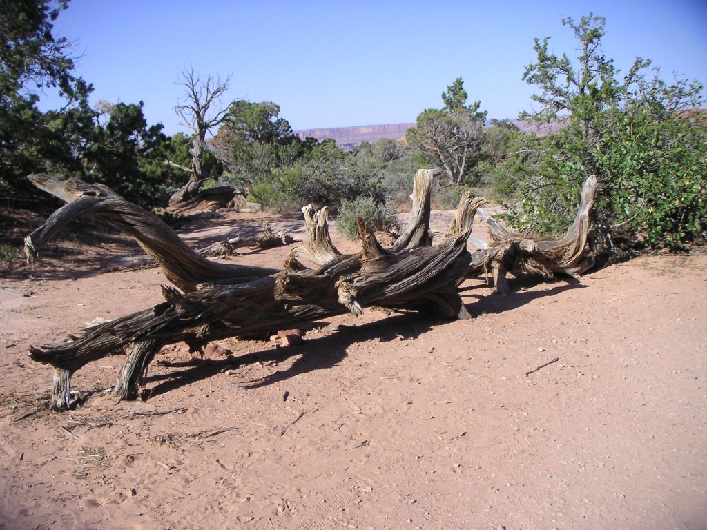 sm_pict1505.jpg