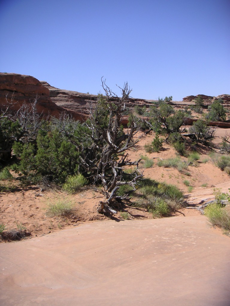sm_pict1649.jpg