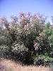 sm_pict1693.jpg