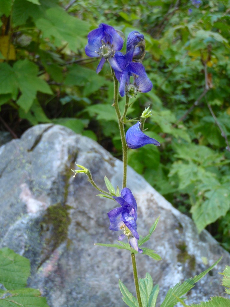sm_AR_P8270666.JPG
