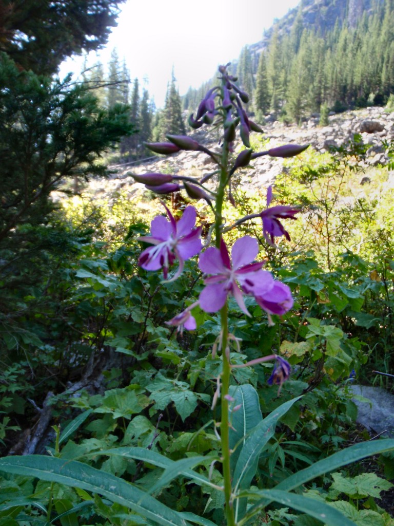 sm_AR_P8270681.JPG