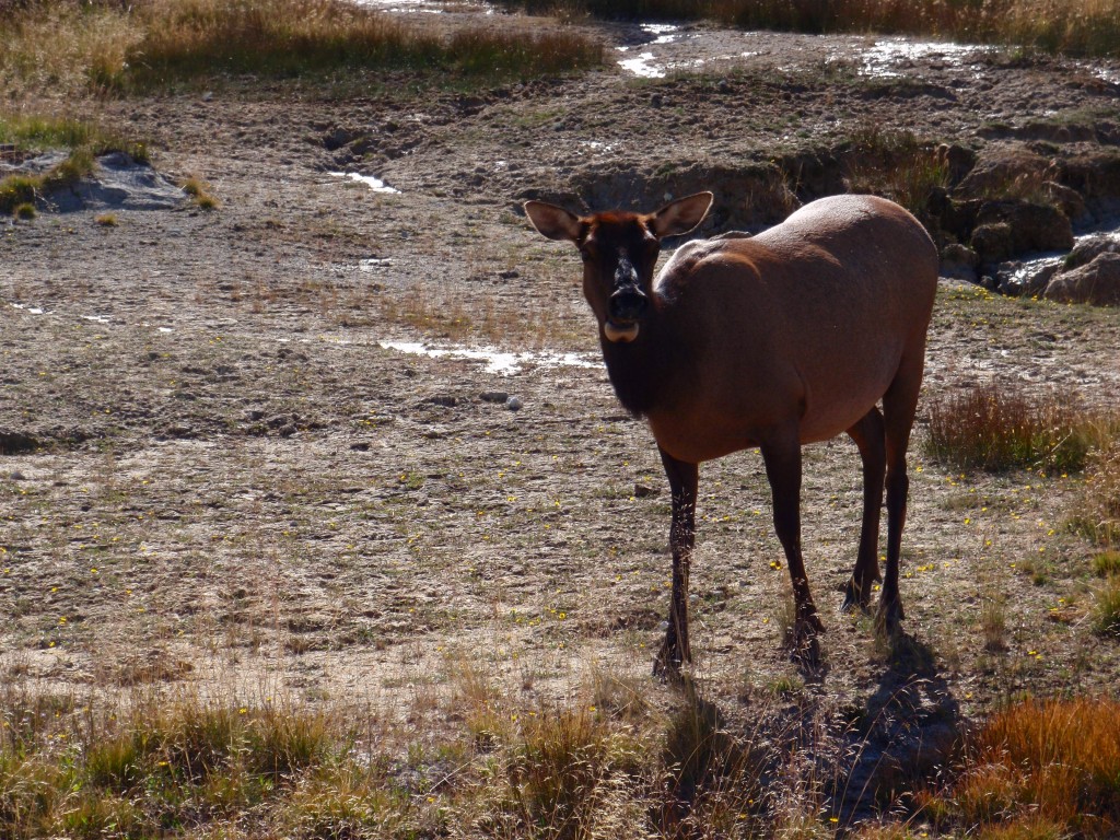 sm_AR_P8270838.JPG