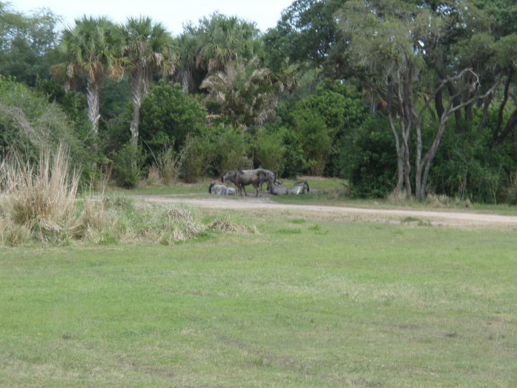 sm_P5063073.JPG