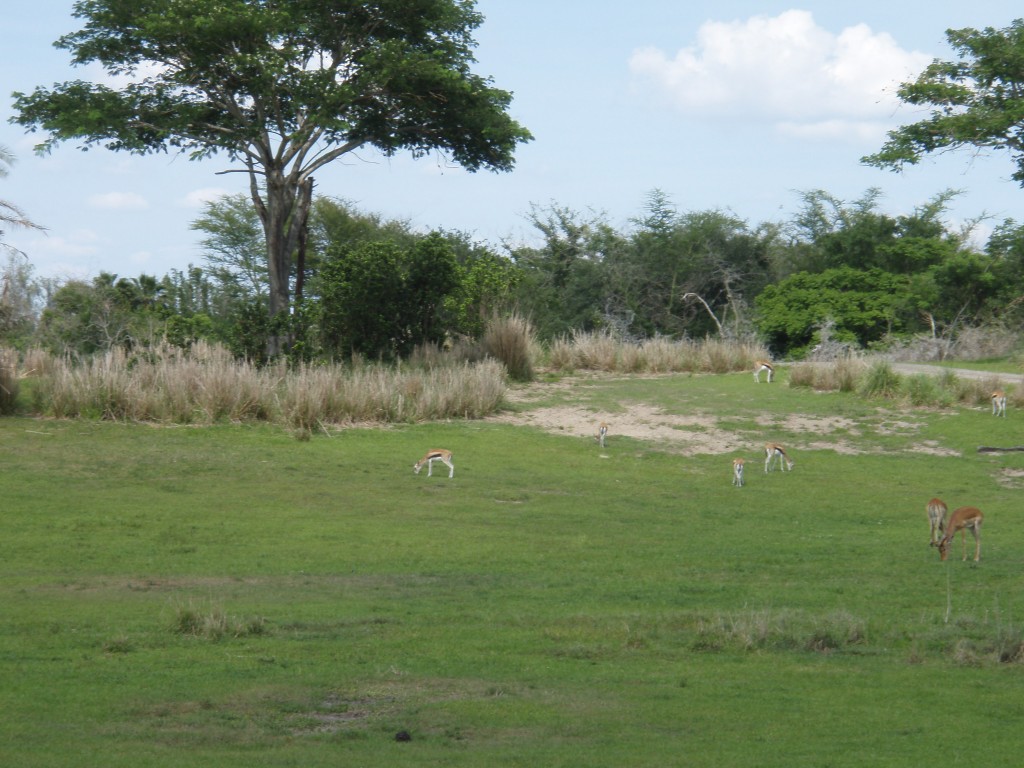 sm_P5063074.JPG
