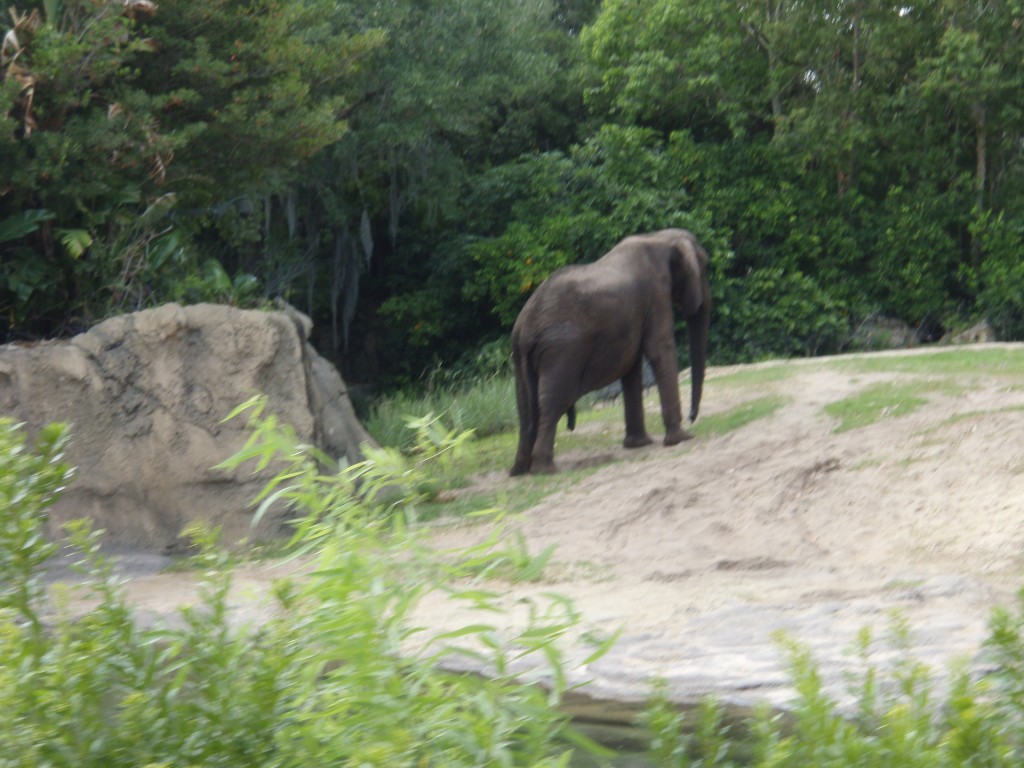 sm_P5063078.JPG