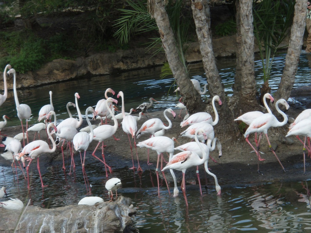 sm_P5063088.JPG