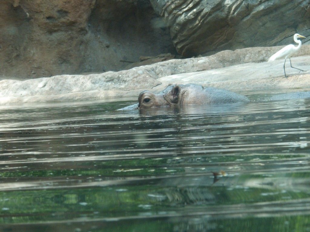 sm_P5063128.JPG