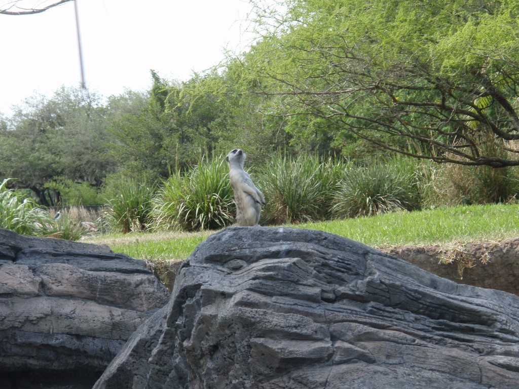 sm_P5063136.JPG