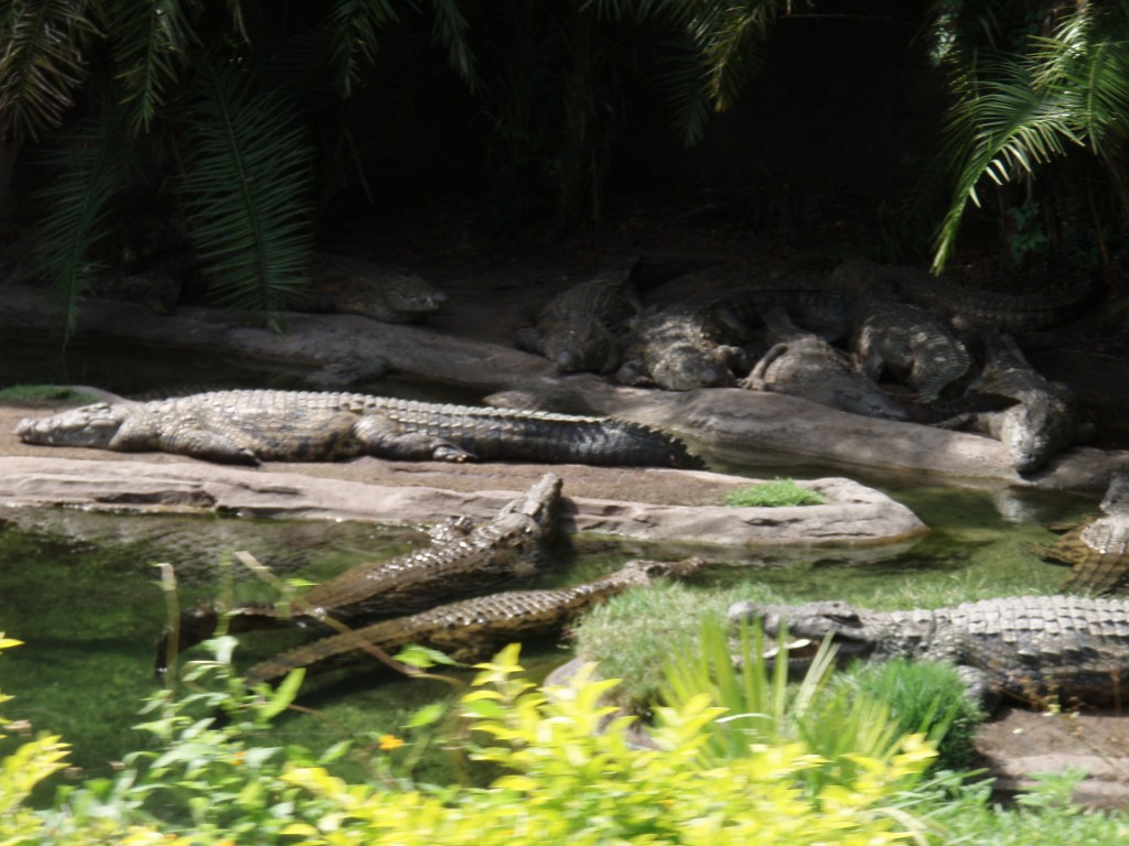 sm_P5067057.JPG