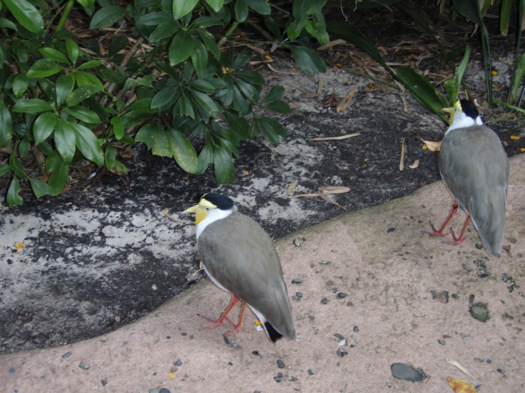 sm_P5073302.JPG