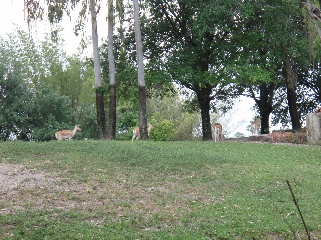 sm_P5077383.JPG