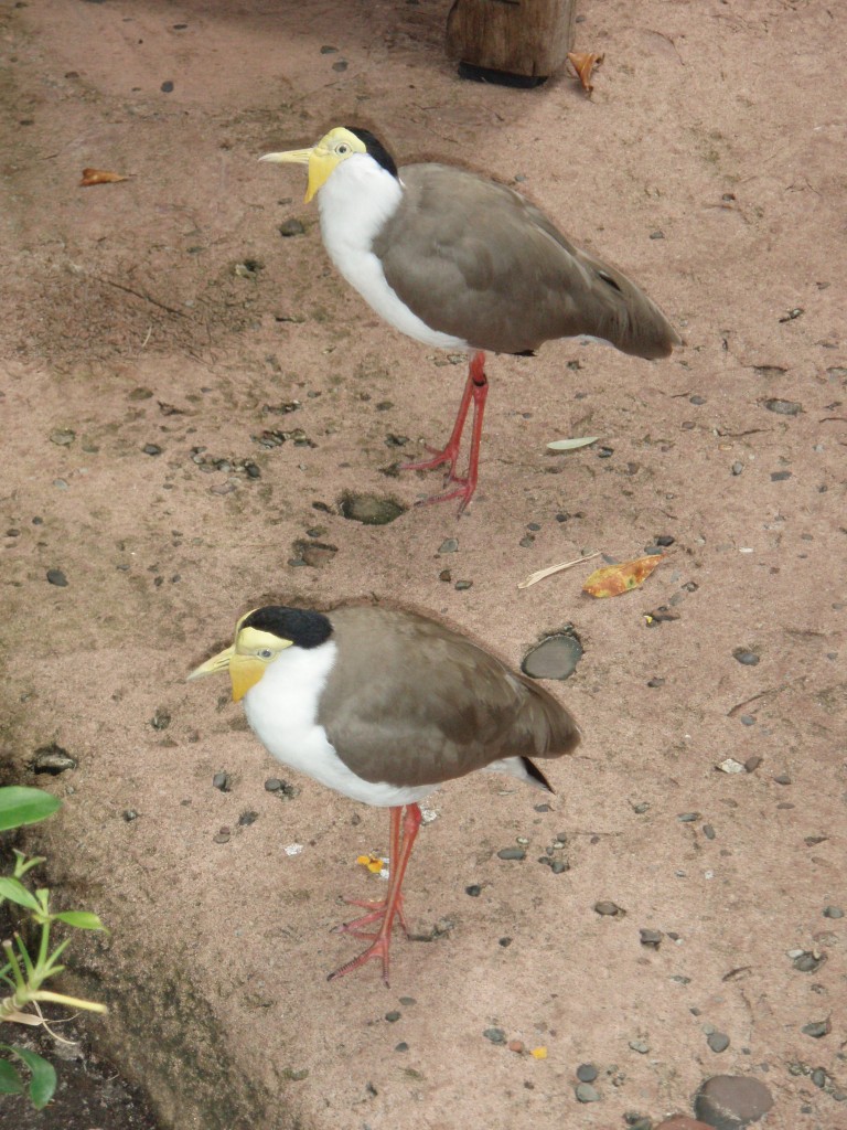 sm_P5077404.JPG