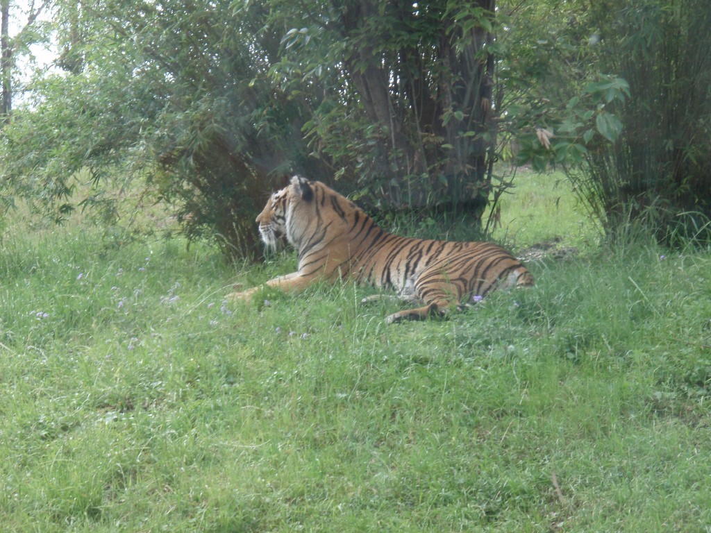 sm_P5077432.JPG