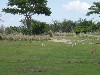 sm_P5063074.JPG