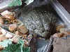 sm_P5067111.JPG