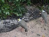 sm_P5073302.JPG