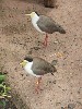 sm_P5077404.JPG