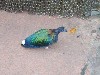 sm_P5077405.JPG