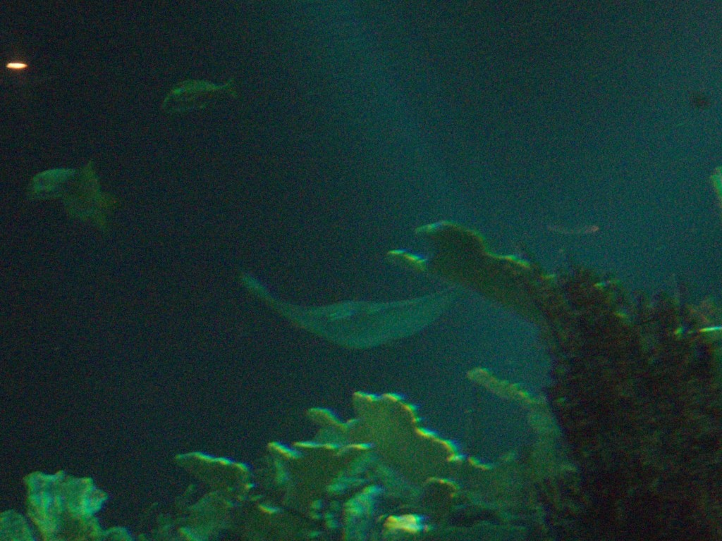 sm_P5046868.JPG